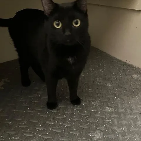 Lyonne & Marsay Meet thumbnail 3