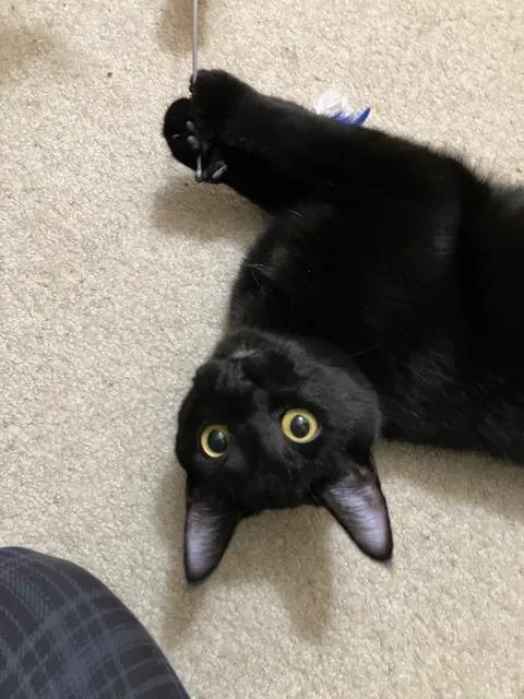 Lyonne & Marsay Meet thumbnail 4