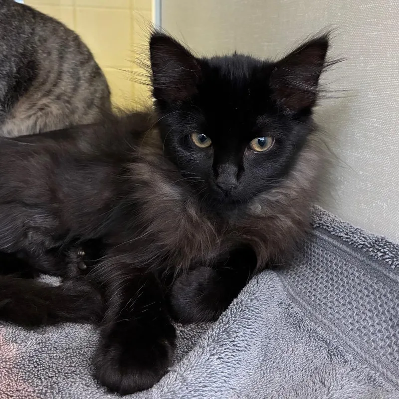 A baby small-sized male Black Domestic Long Hair cat named Chubbs for adoption in West Olive, MI