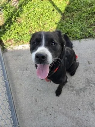 An adult medium-sized female Bearded Collie dog named Lola for adoption in Largo, FL