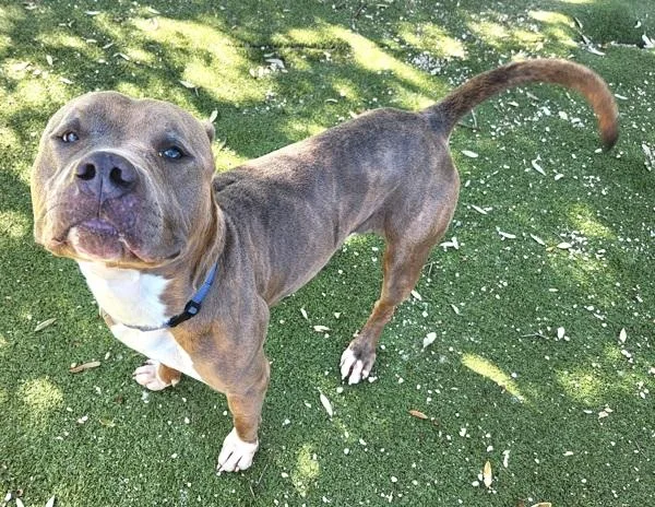An adult large-sized female Pit Bull Terrier dog named Nebula for adoption in Austin, TX