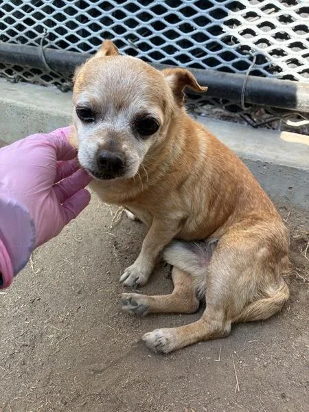 A senior small-sized male Chihuahua dog named Eustace for adoption in El Cajon, CA