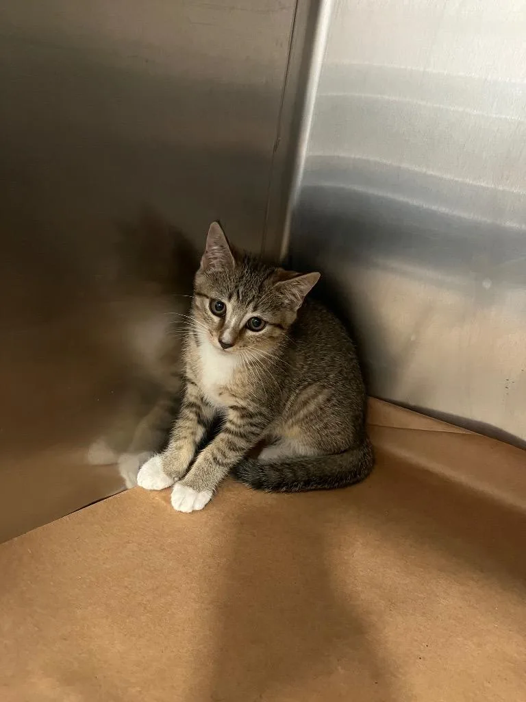 A young small-sized male Domestic Short Hair cat named Torpedo for adoption in Cartersville , GA