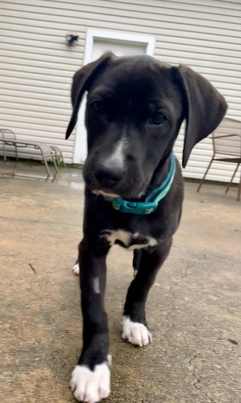 June Bug  Southern thumbnail 2