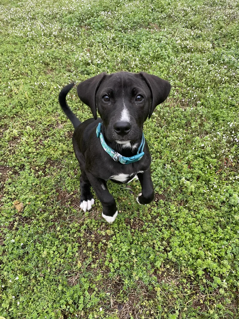 June Bug  Southern thumbnail 3