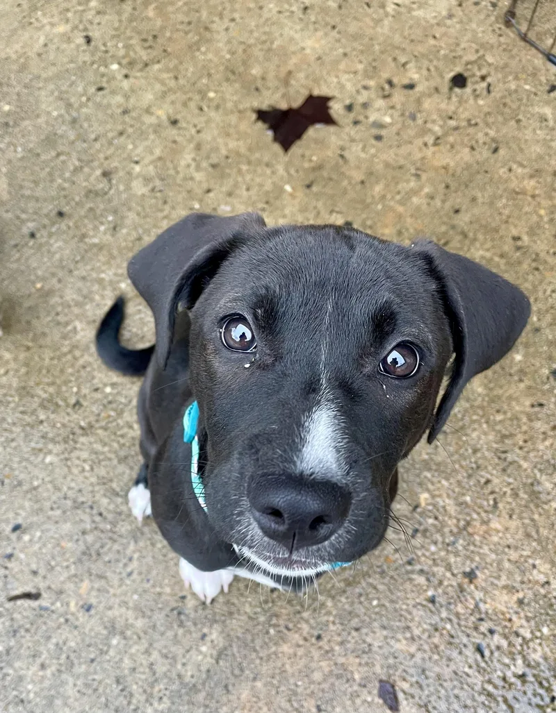 June Bug  Southern thumbnail 4