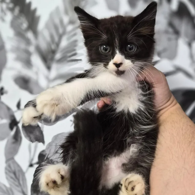 A baby small-sized male Black Domestic Long Hair cat named Mario for adoption in Wahiawa, HI