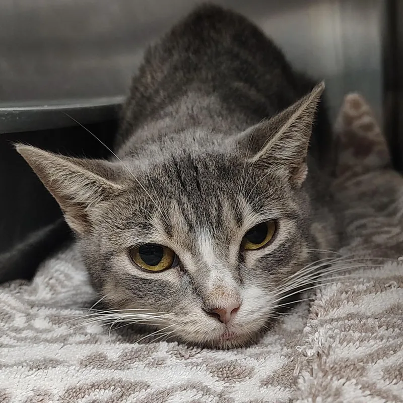 A young medium-sized female Gray / Blue / Silver Domestic Short Hair cat named Ms. Whisperington for adoption in Lakeland, FL