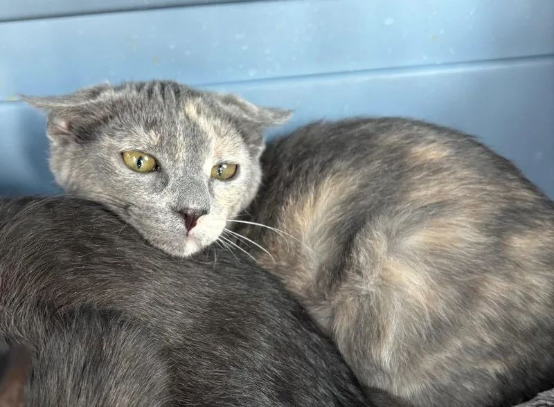 A baby medium-sized female Domestic Short Hair cat named Taz for adoption in Gillette, WY