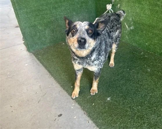 An adult medium-sized female Australian Cattle Dog / Blue Heeler dog named Bingo for adoption in Lancaster, CA