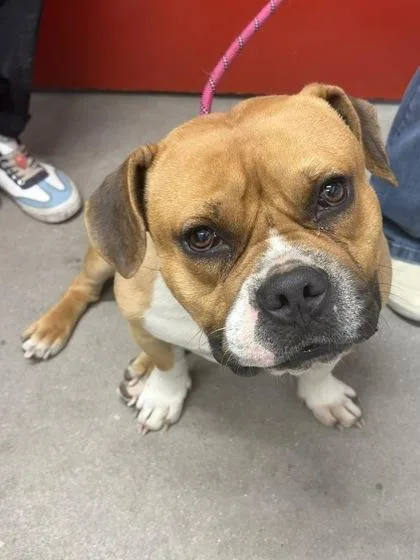 An adult large-sized male Mixed Breed dog named Bishop for adoption in West Chester, PA