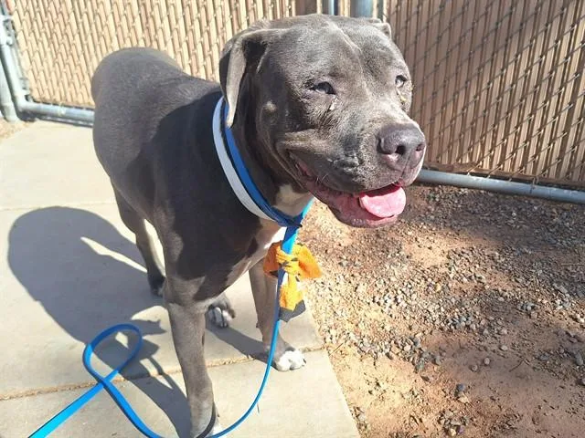 A young large-sized male Pit Bull Terrier dog named Topaz for adoption in Phoenix, AZ