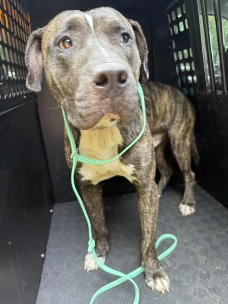 An adult large-sized male Pit Bull Terrier dog named Pace for adoption in Mobile, AL