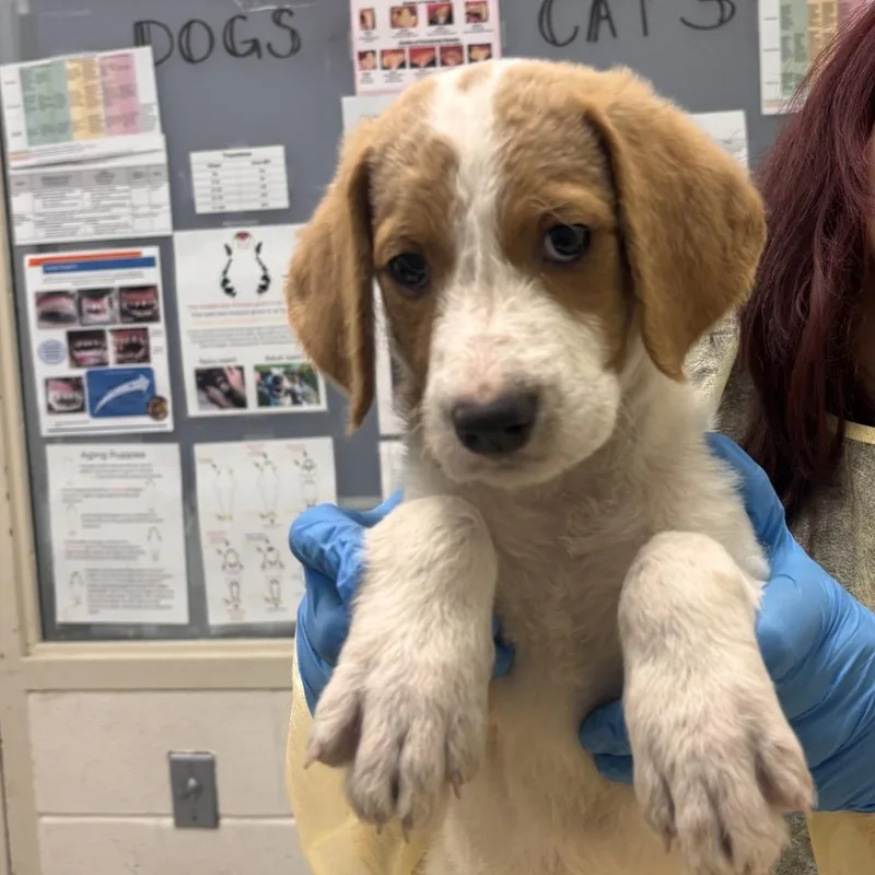 A baby small-sized female Mixed Breed dog named Woofer for adoption in Murray, UT