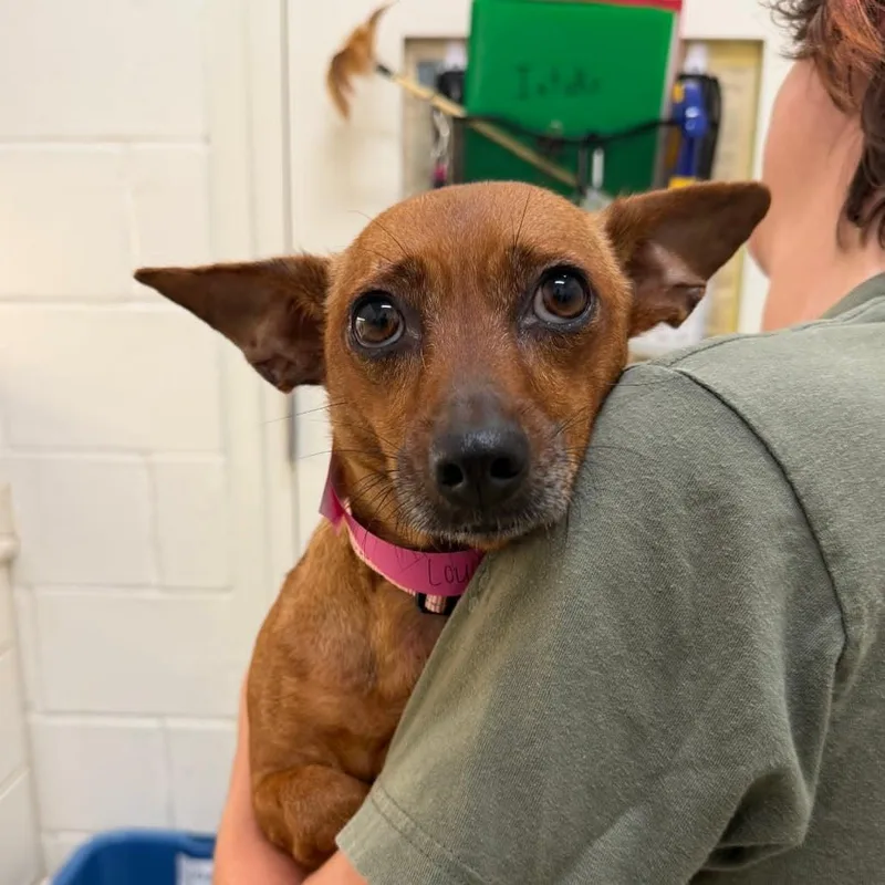 An adult small-sized female Chihuahua dog named Louisa for adoption in Bradenton, FL