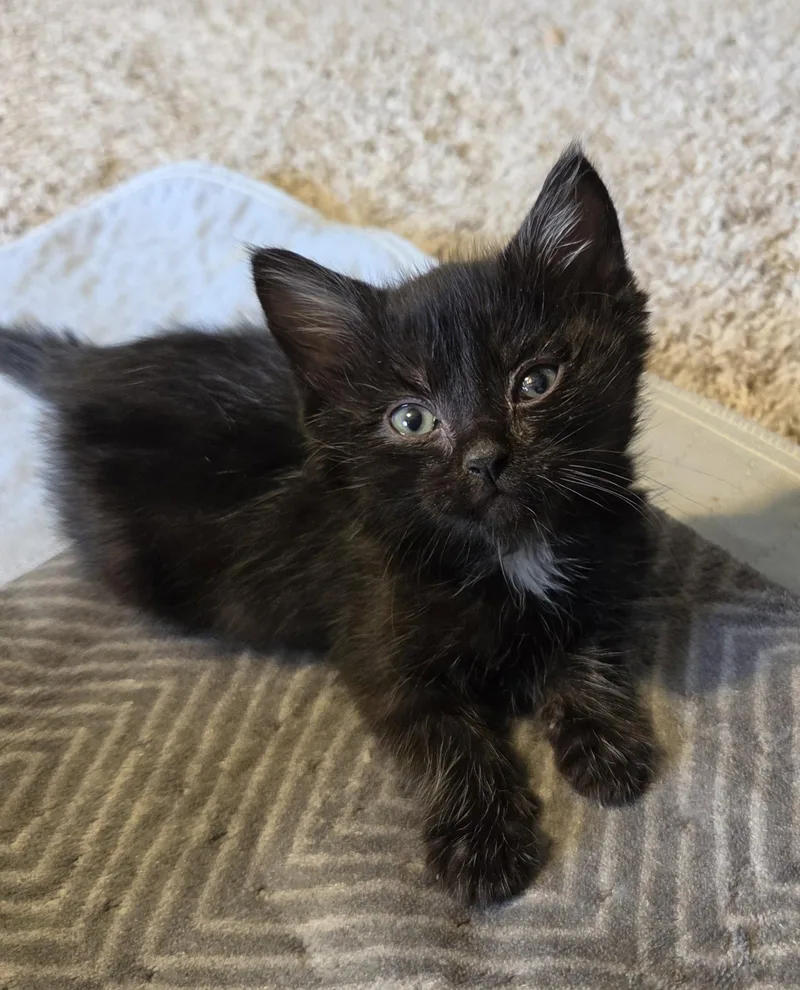 A young medium-sized male Black Domestic Short Hair cat named Wasabi for adoption in Williamsburg, IA