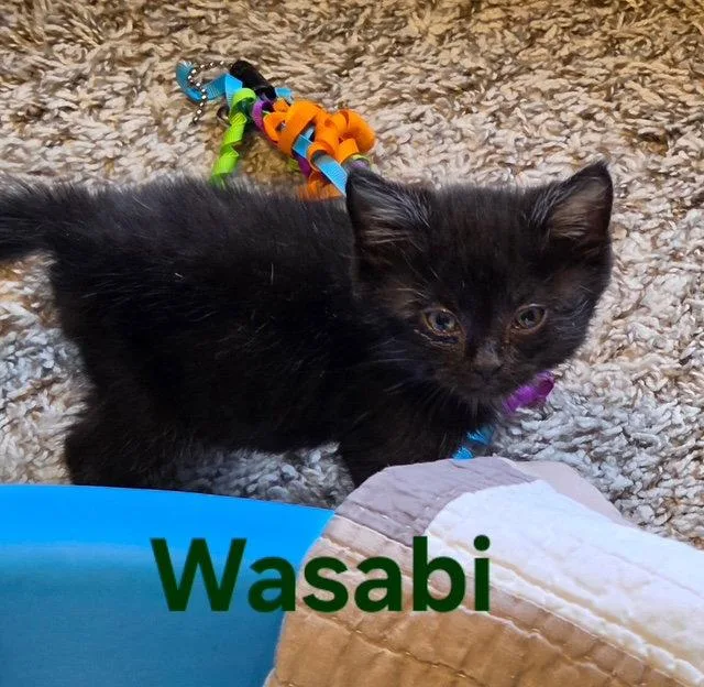 Wasabi thumbnail 3