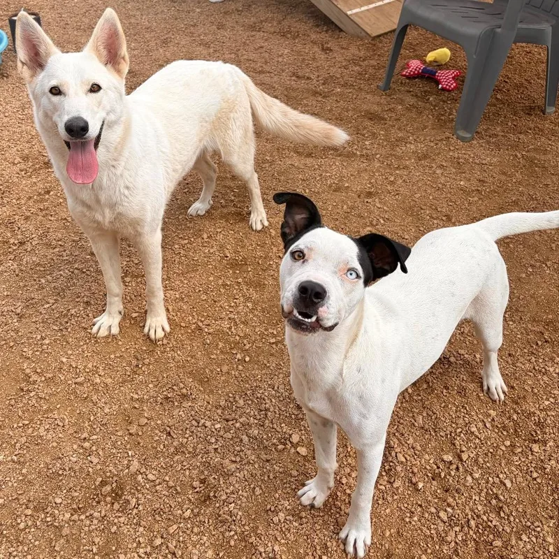 An adult medium-sized female Husky dog named Fable KCAC . for adoption in Kerrville, TX