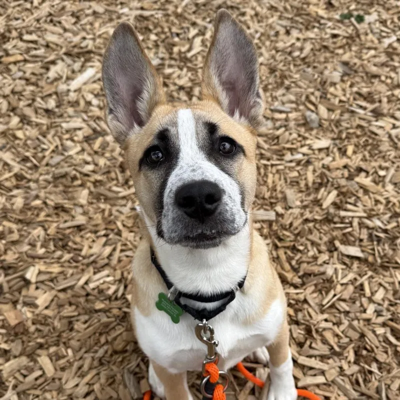 A baby medium-sized female White / Cream Mixed Breed dog named April for adoption in Tacoma, WA