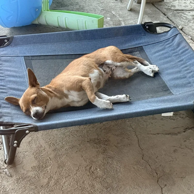 An adult small-sized female Chihuahua dog named Ducky for adoption in Penryn, CA