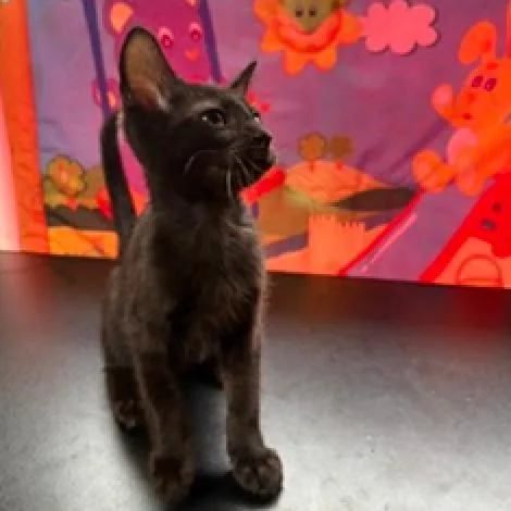 A baby small-sized male Black Domestic Short Hair cat named Ebony for adoption in League City, TX