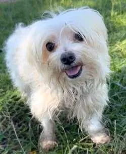 Simon