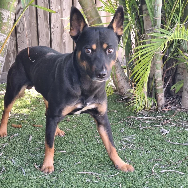 A young medium-sized male Black Mixed Breed dog named Douglas for adoption in LOXAHATCHEE, FL