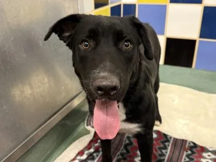 An adult large-sized male Black Mixed Breed dog named J for adoption in Georgetown, TX