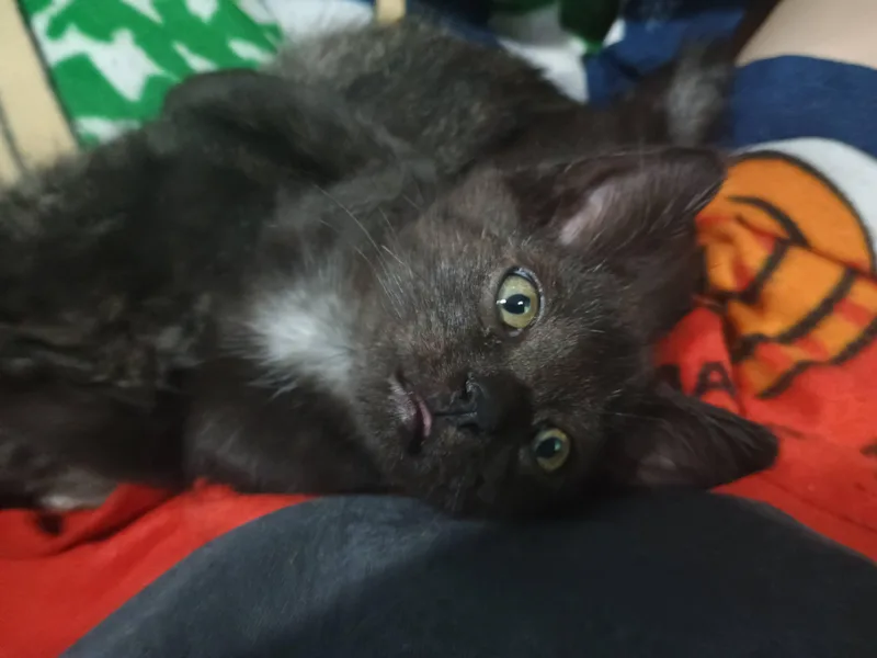 A baby medium-sized female Smoke Domestic Short Hair cat named Acorn for adoption in Farmington, MN