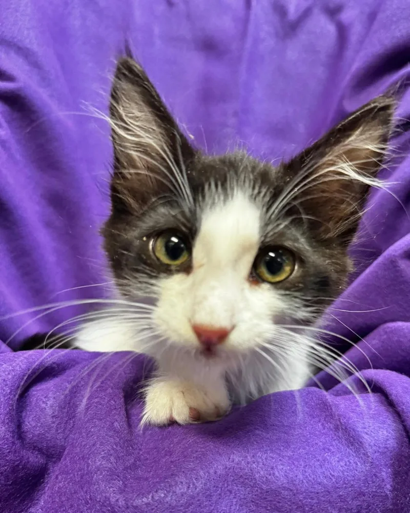 A baby medium-sized male Black & White / Tuxedo Domestic Long Hair cat named Bandit for adoption in Riverside, CA
