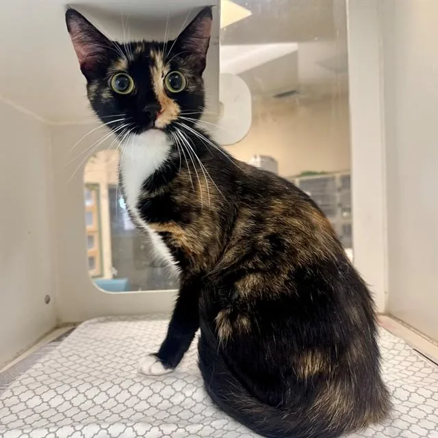 A young small-sized female Domestic Short Hair cat named Mila for adoption in Riverside, CA