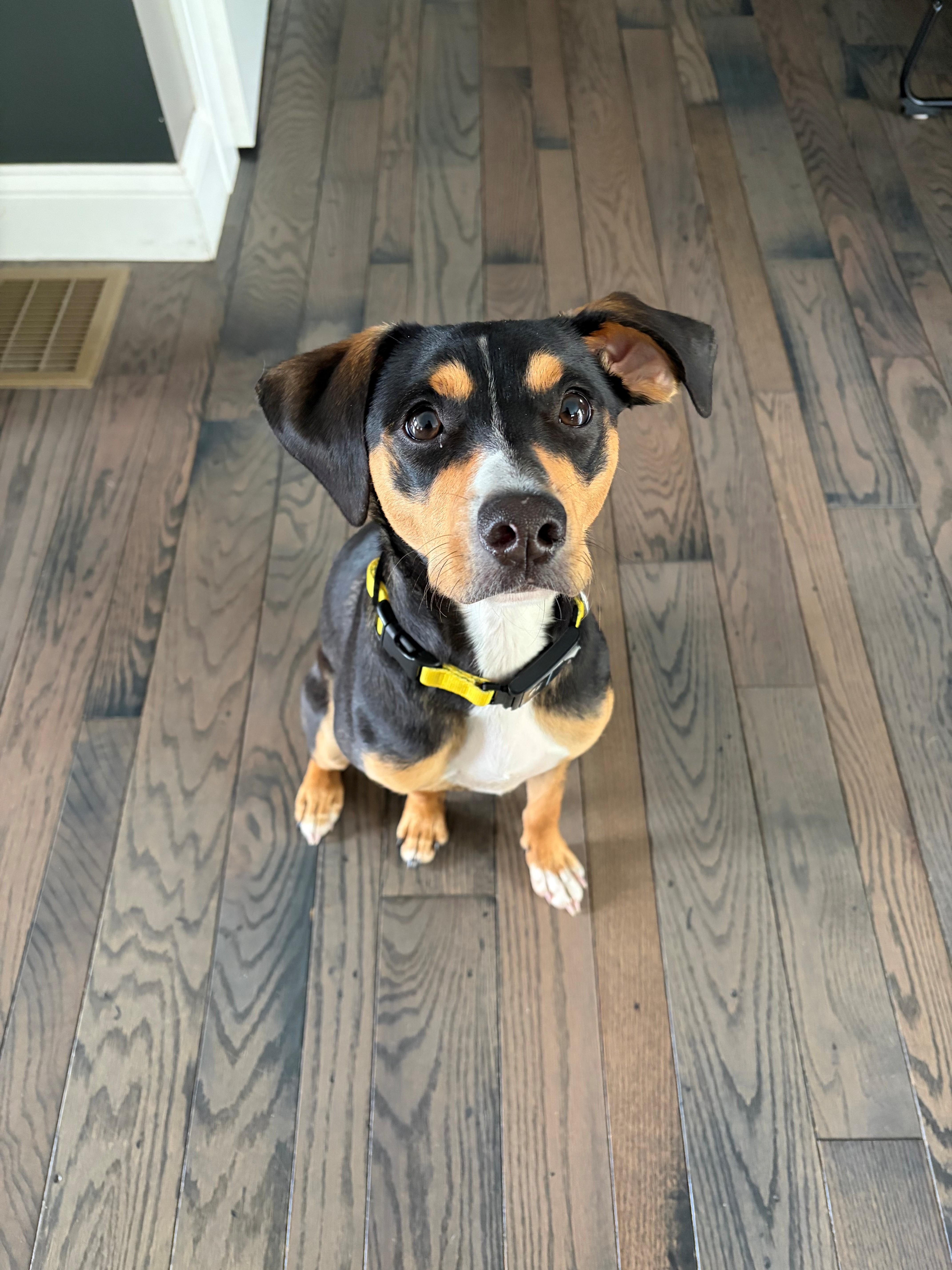 Crinny  Local Pup thumbnail 2