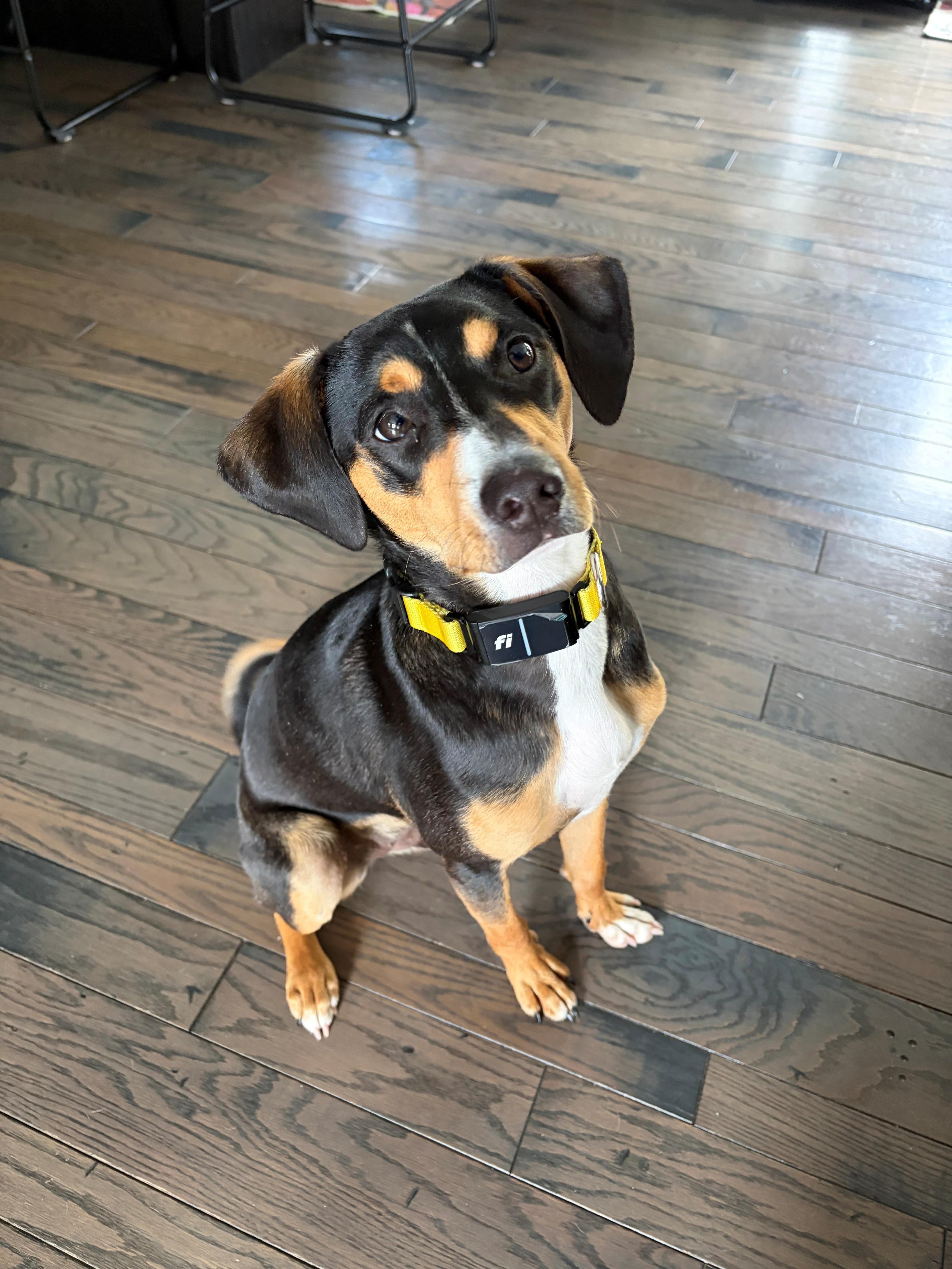 Crinny  Local Pup thumbnail 3