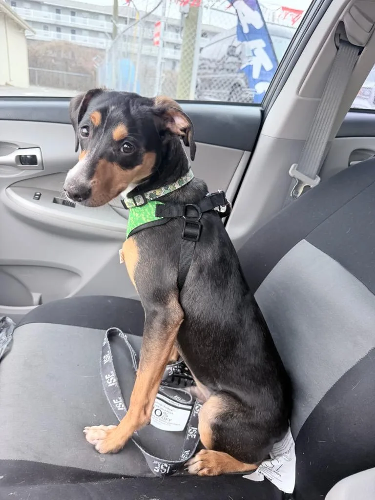 Crinny  Local Pup thumbnail 4