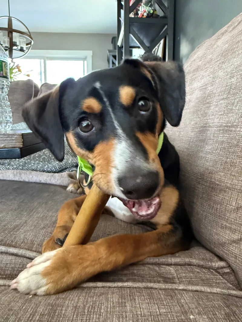 Crinny  Local Pup thumbnail 5