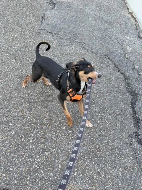 Crinny  Local Pup thumbnail 6