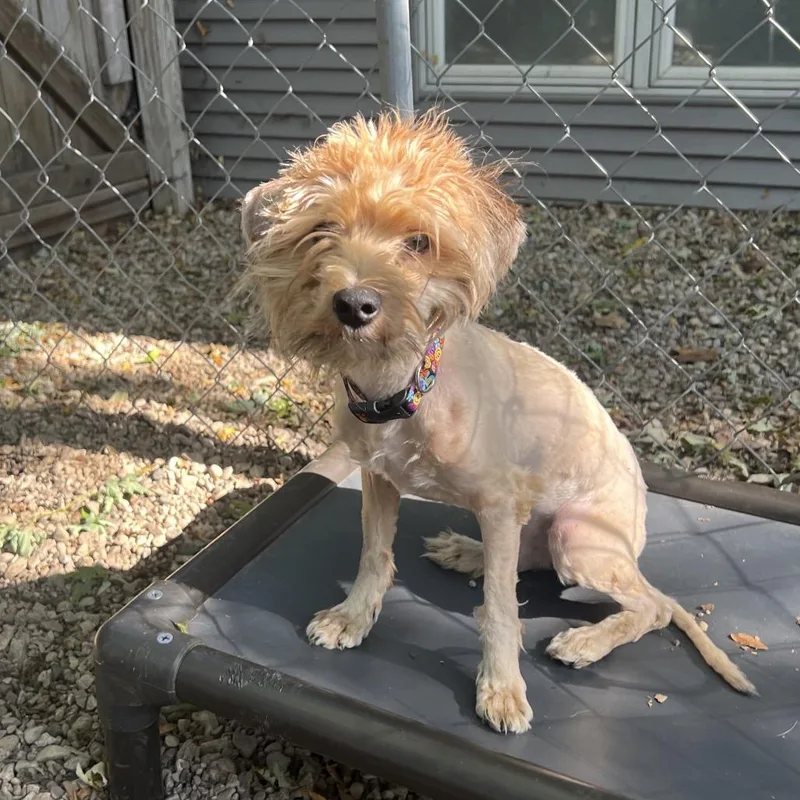 A young small-sized male Yorkshire Terrier dog named Lobster for adoption in Madison, WI