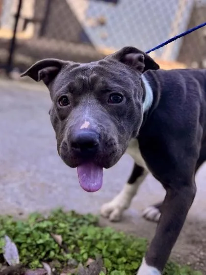 An adult medium-sized male Pit Bull Terrier dog named Fella for adoption in New Orleans, LA