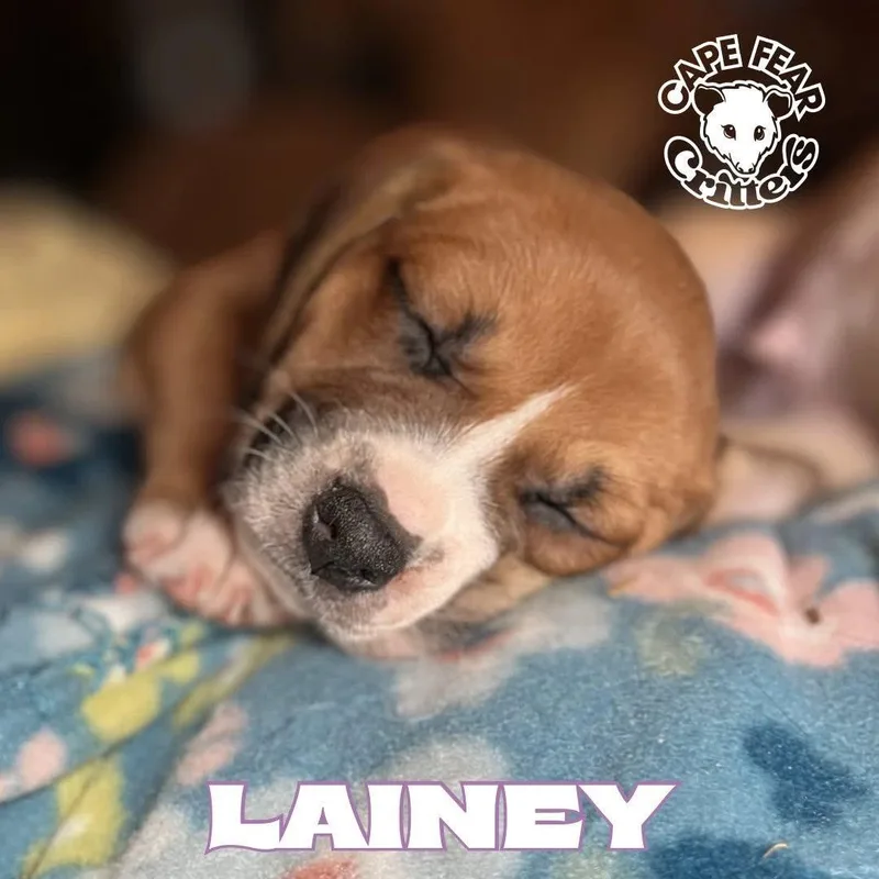 Lainey thumbnail 3