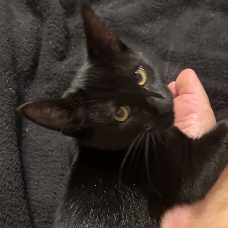 A baby small-sized male Black Domestic Short Hair cat named Parker for adoption in Liverpool, TX