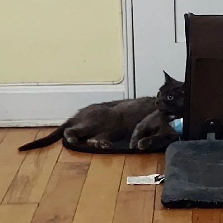 An adult small-sized female Gray / Blue / Silver Domestic Short Hair cat named Bella for adoption in Brooklyn, NY