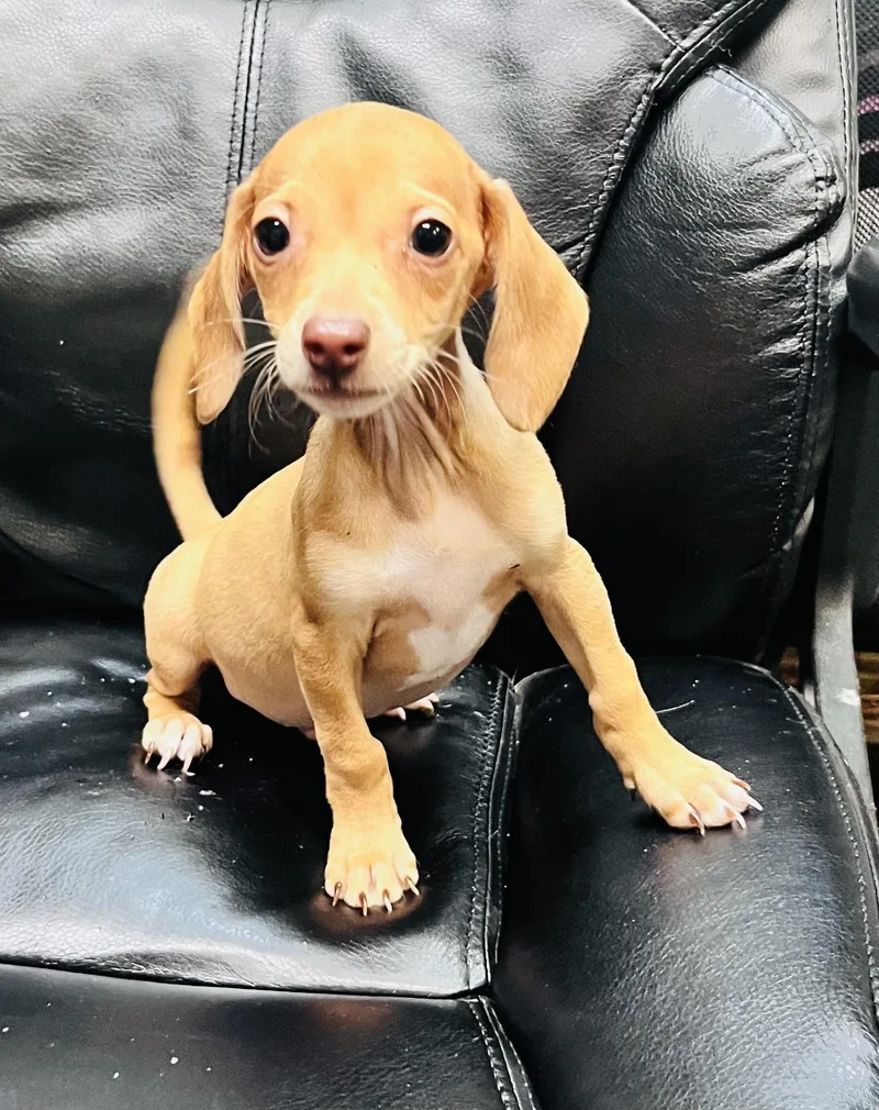 Chiweenies