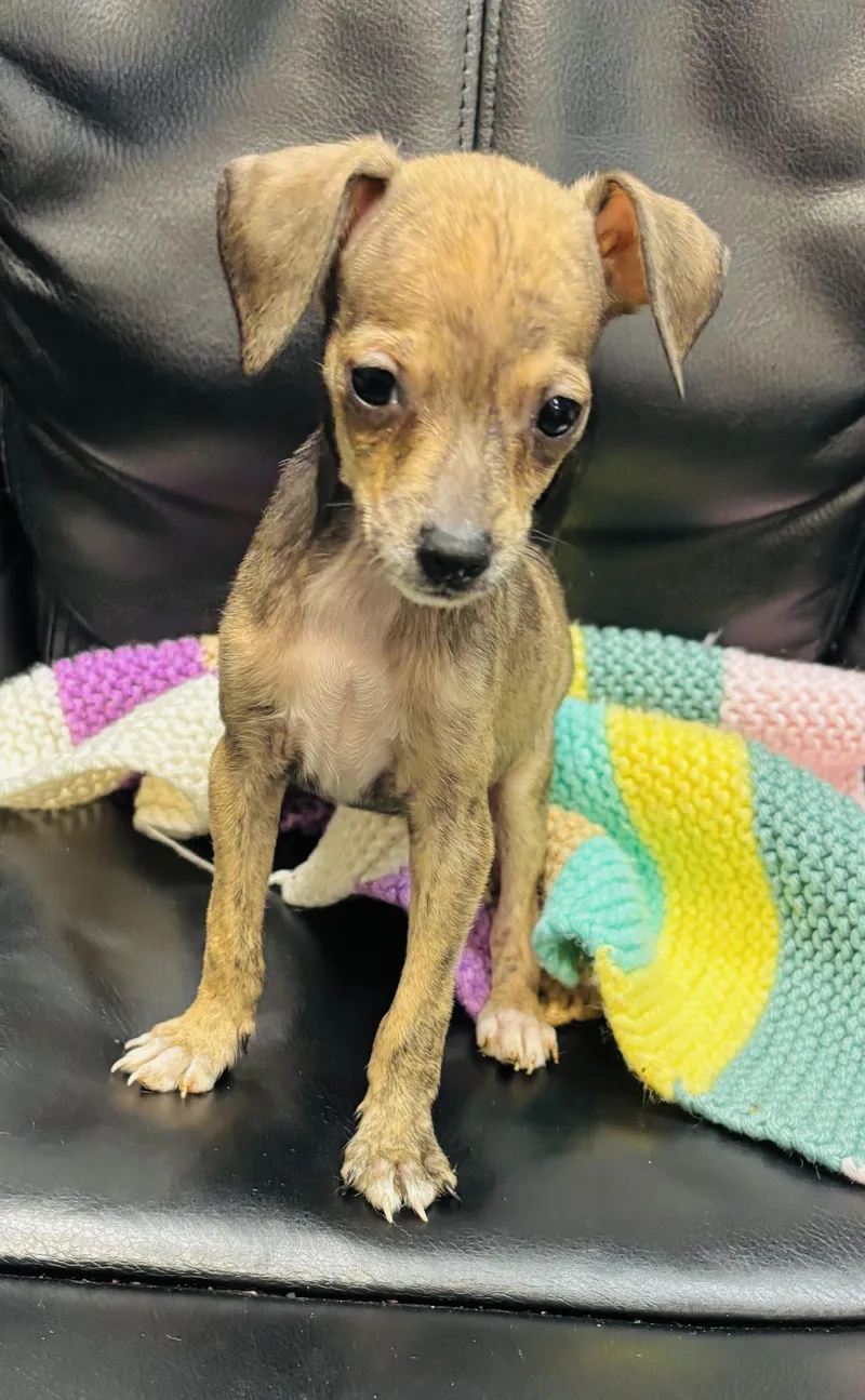 Chiweenies thumbnail 2