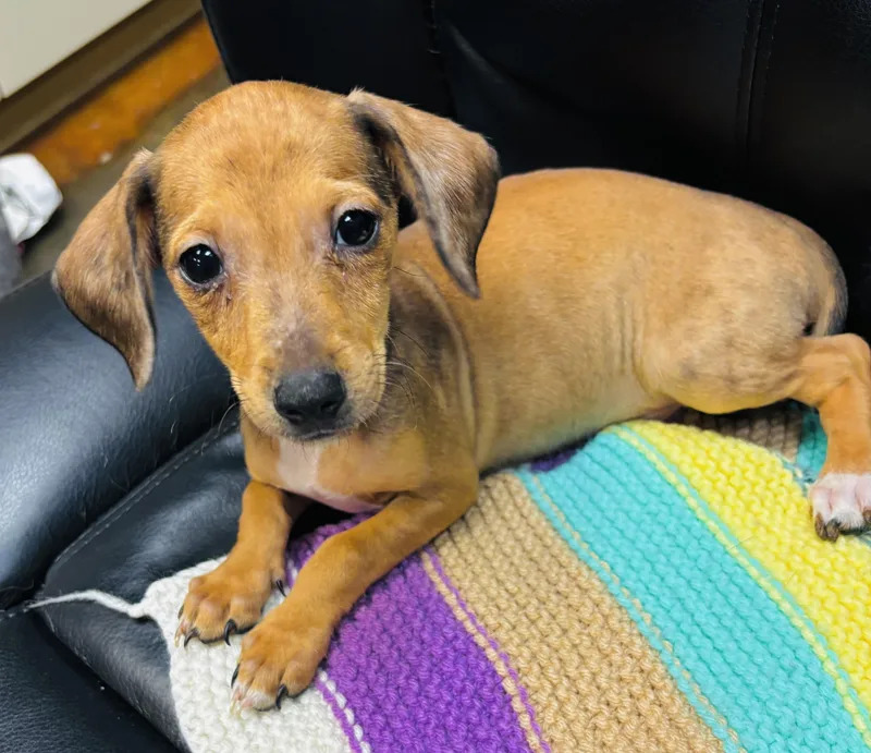 Chiweenies thumbnail 3