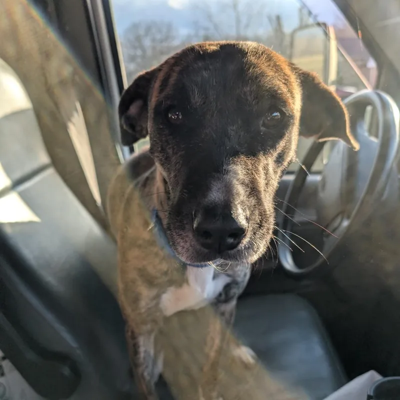 Tiger Lilly thumbnail 3