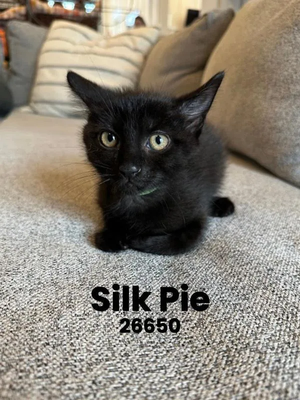 A baby small-sized female Domestic Short Hair cat named Silk Pie for adoption in Oak Ridge, TN