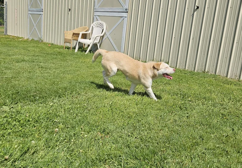 An adult medium-sized female Yellow / Tan / Blond / Fawn Yellow Labrador Retriever dog named Sheba for adoption in Benton Harbor, MI