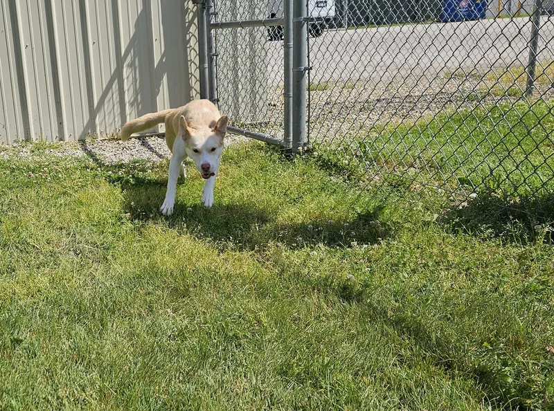 Sheba thumbnail 3