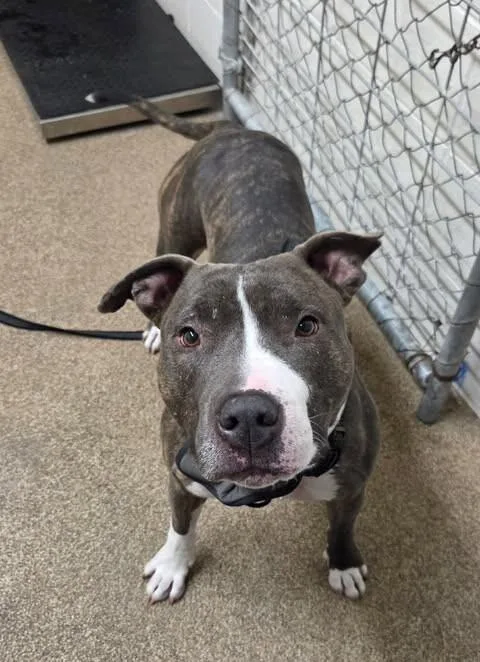 An adult large-sized male Brindle Pit Bull Terrier dog named Lowki for adoption in Fruit Heights, UT