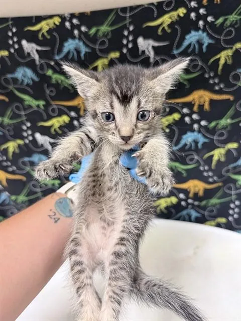 A baby small-sized female Domestic Short Hair cat named Maya for adoption in Riverside, CA